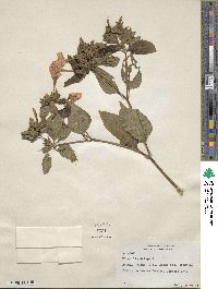 Mirabilis jalapa image