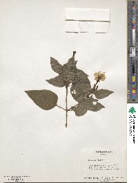 Mirabilis jalapa image