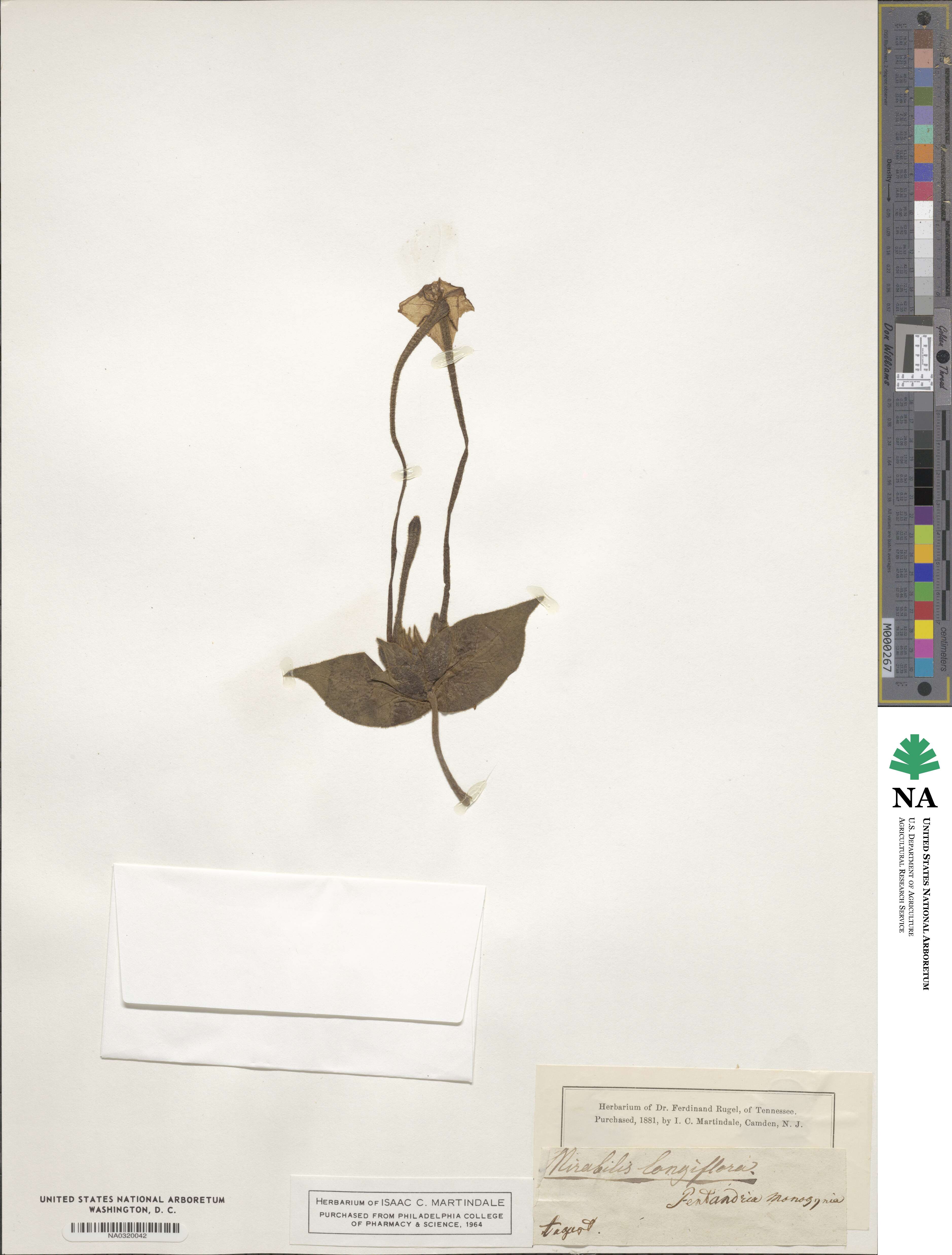 Mirabilis longiflora image