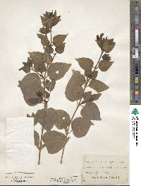 Mirabilis multiflora image