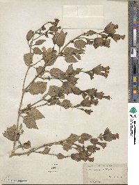 Mirabilis multiflora image