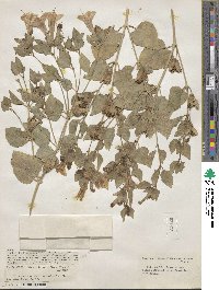 Mirabilis multiflora image