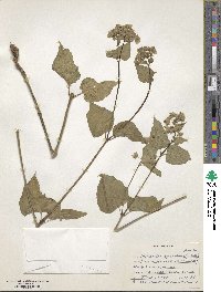 Mirabilis nyctaginea image