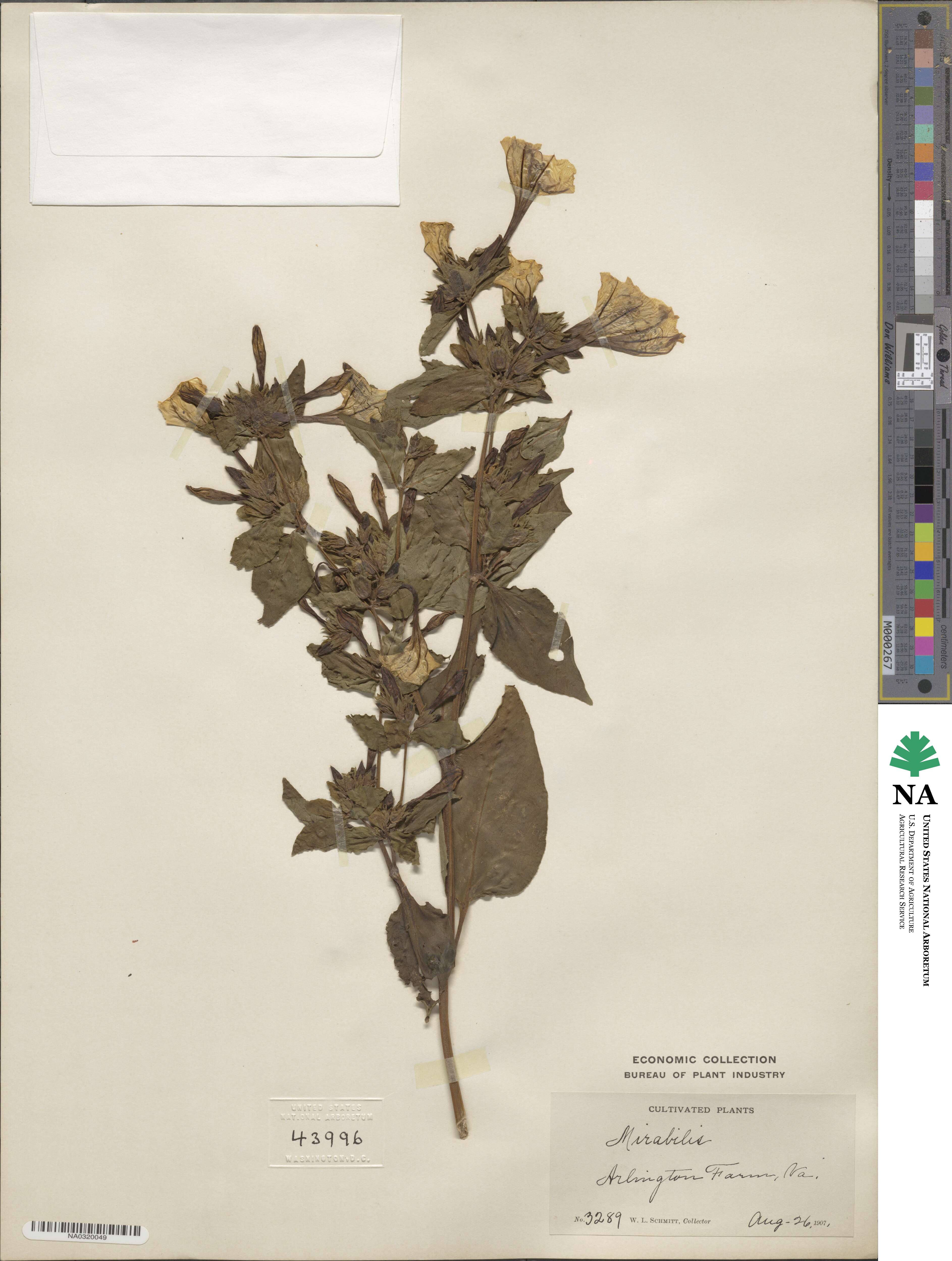 Nyctaginaceae image