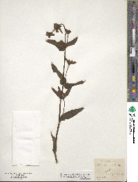 Mirabilis albida image