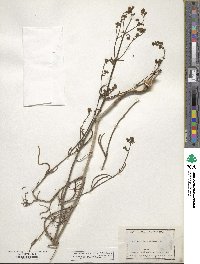 Mirabilis linearis image