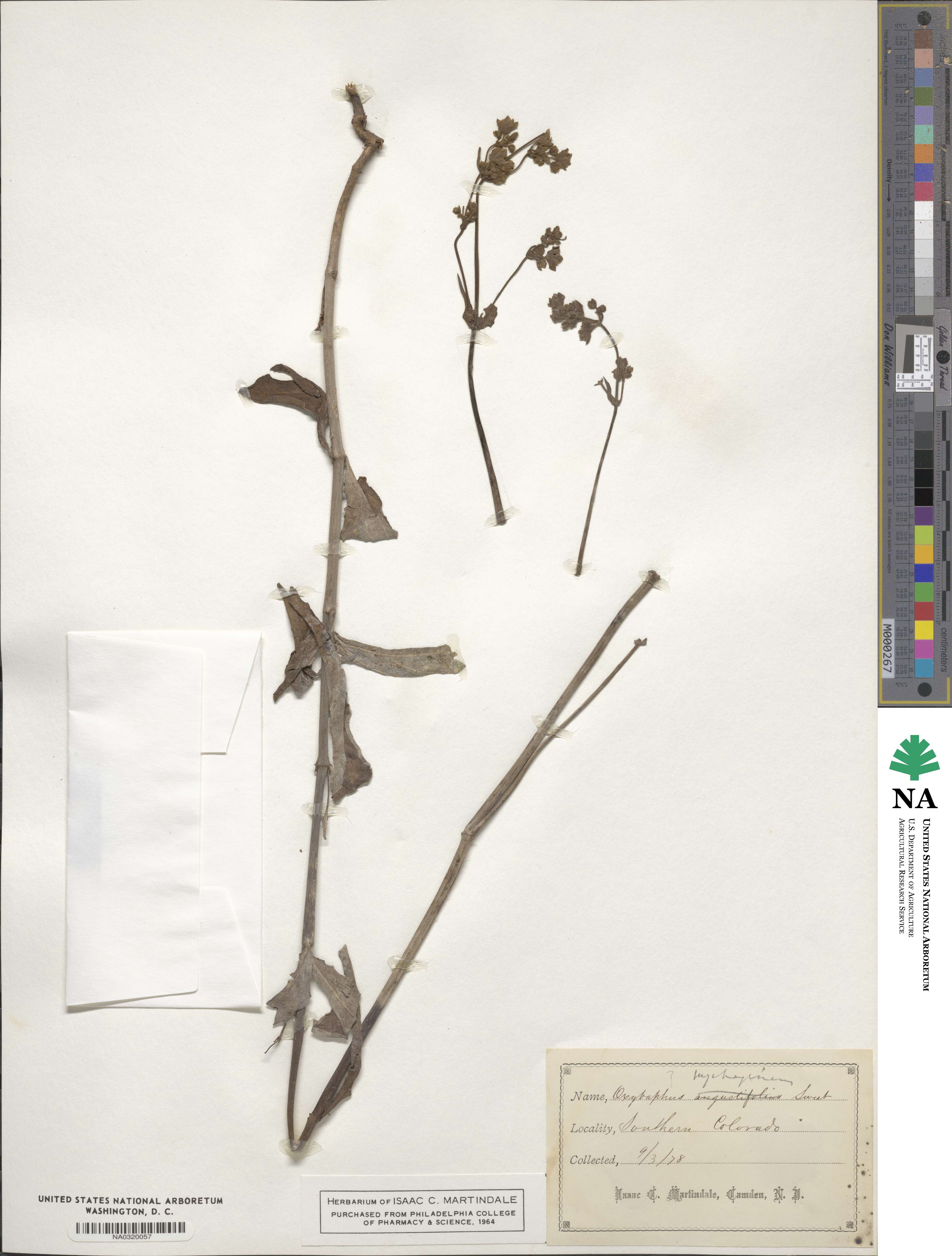 Mirabilis linearis image