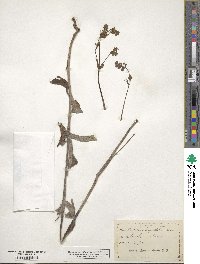 Mirabilis linearis image