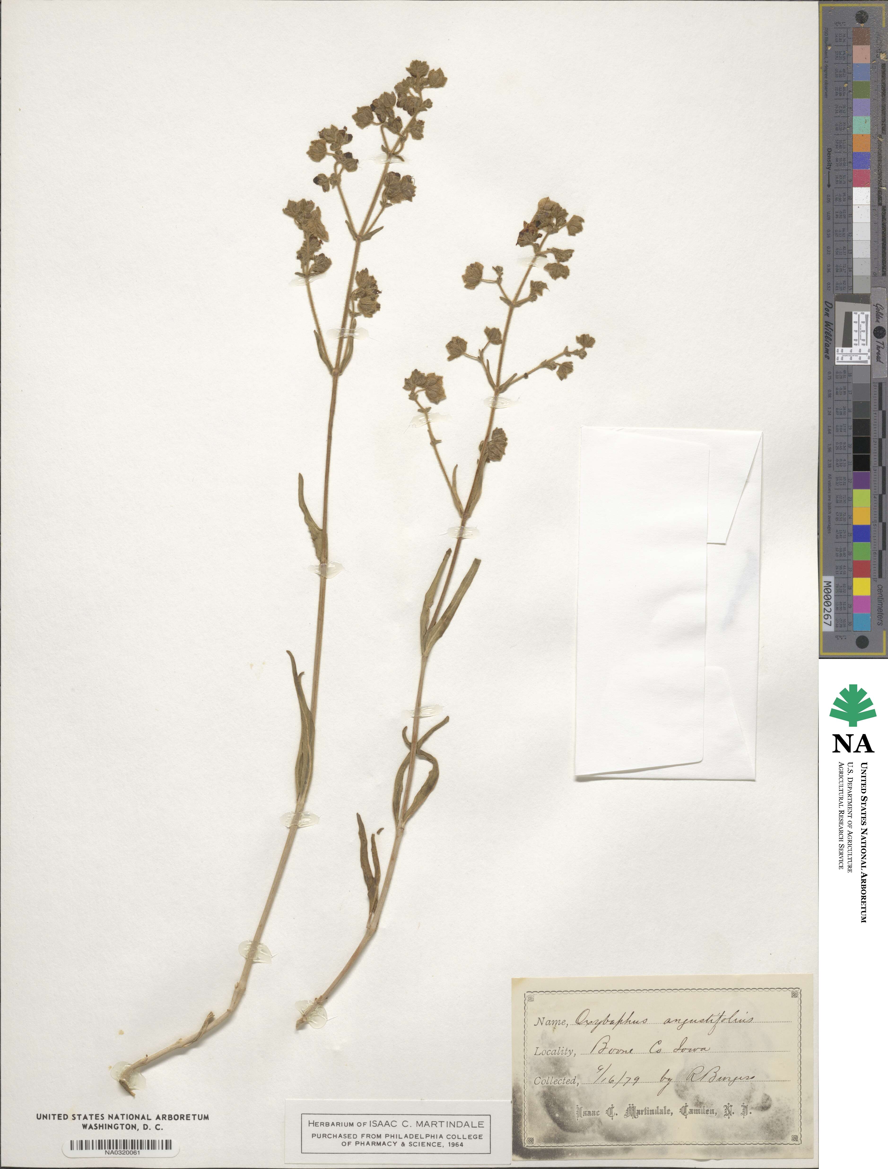 Mirabilis linearis image