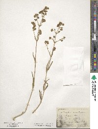 Mirabilis linearis image