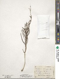 Mirabilis linearis image