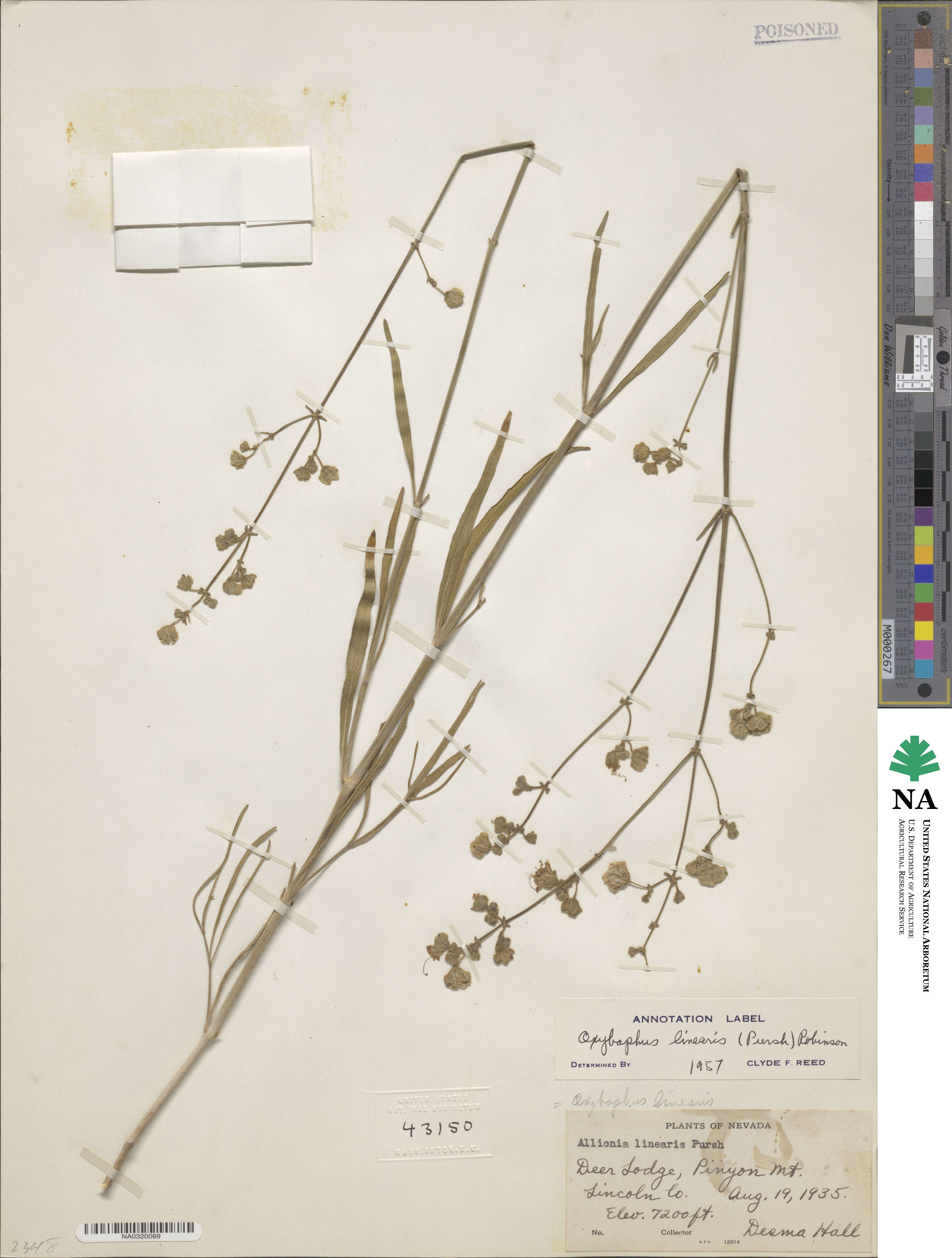 Mirabilis linearis image