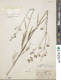 Mirabilis linearis image