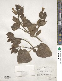 Mirabilis multiflora image