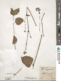 Mirabilis nyctaginea image