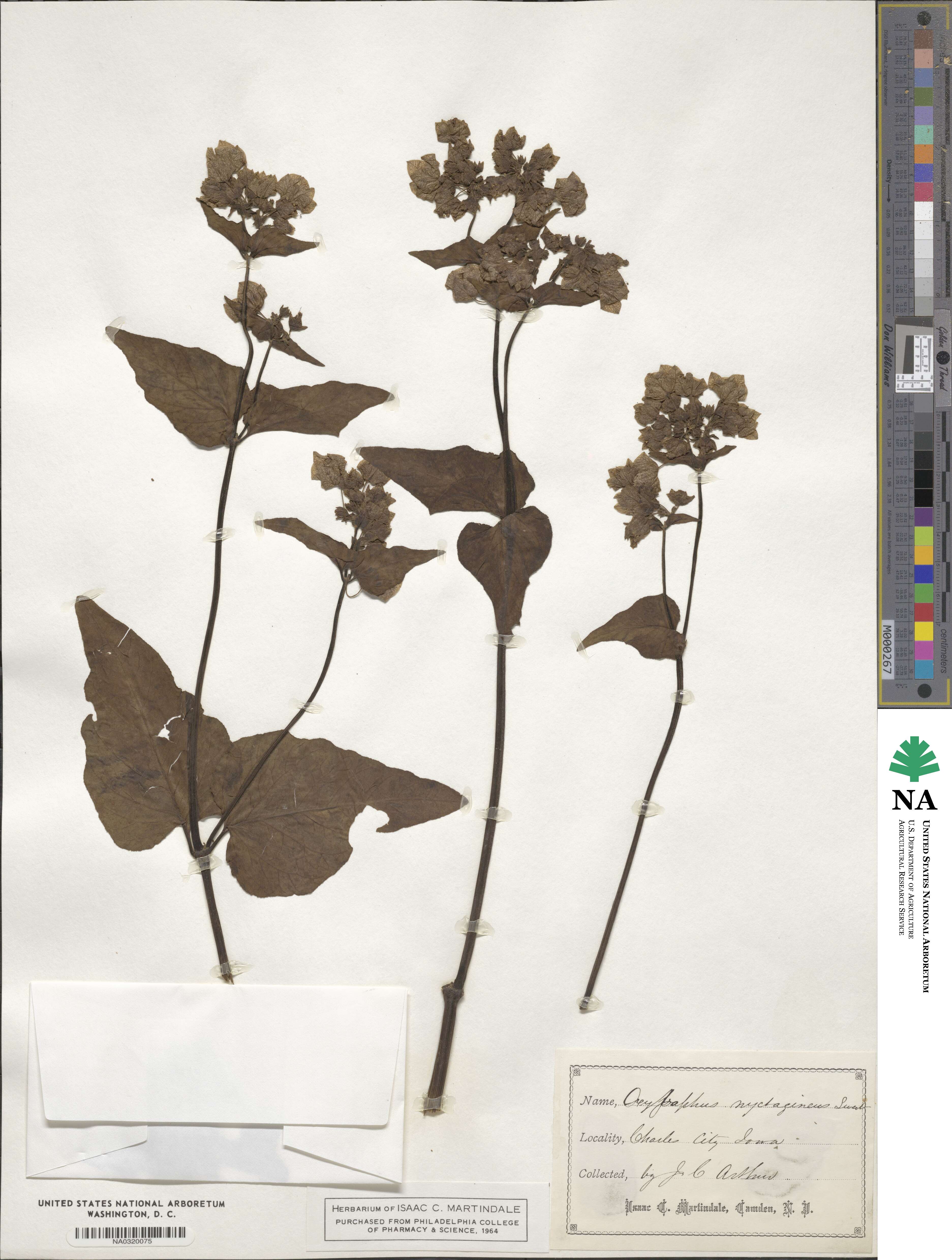 Mirabilis nyctaginea image