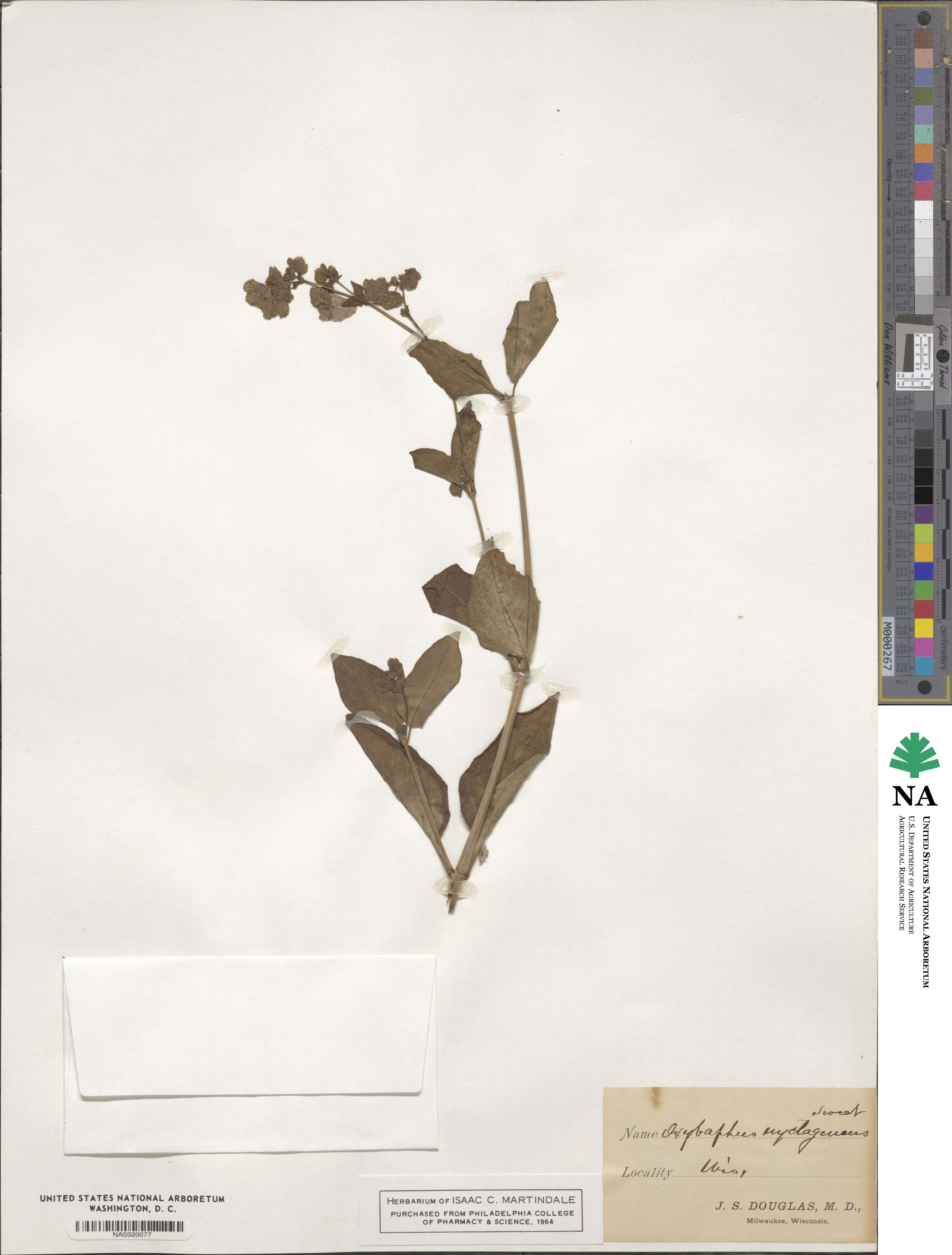 Mirabilis nyctaginea image
