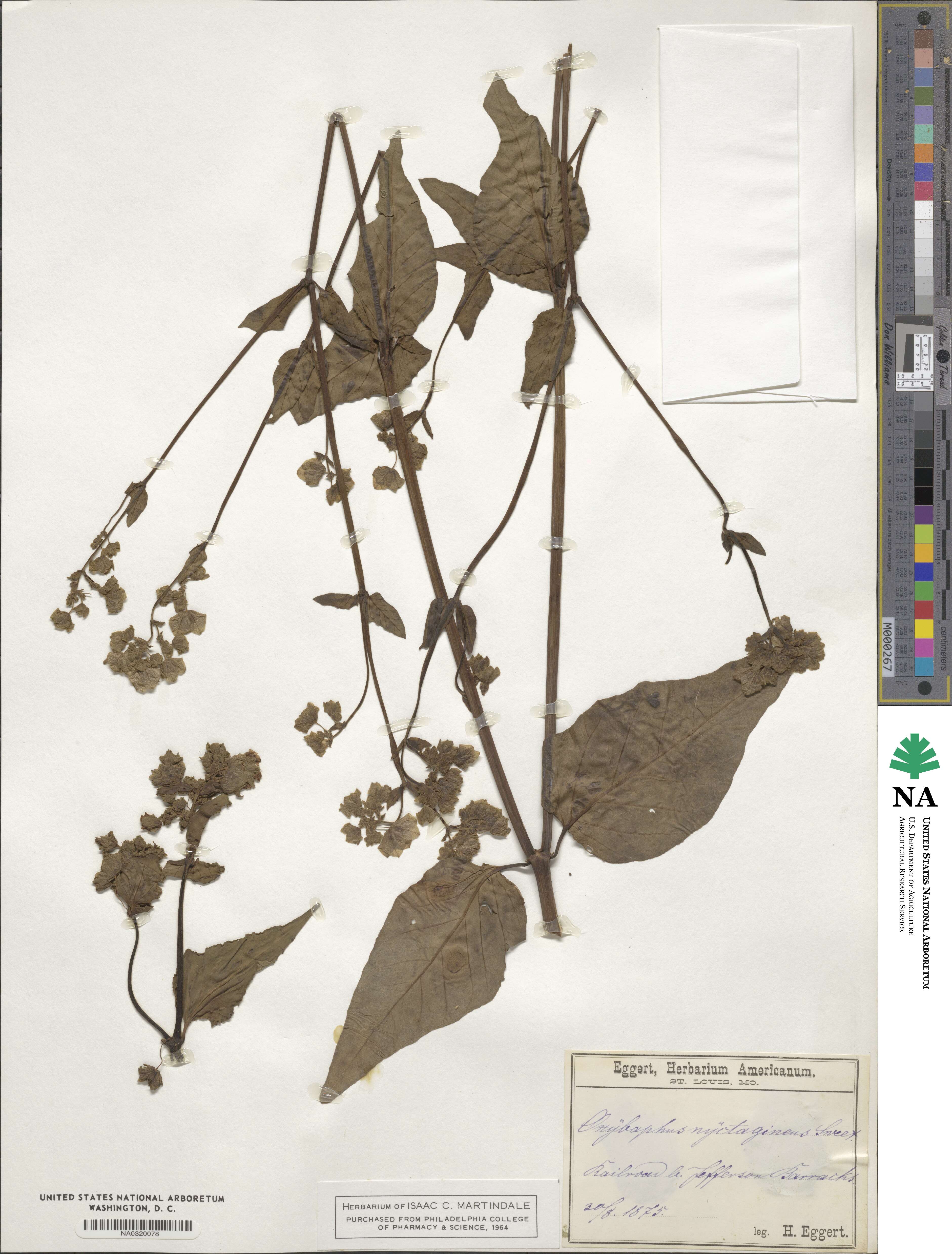 Mirabilis nyctaginea image