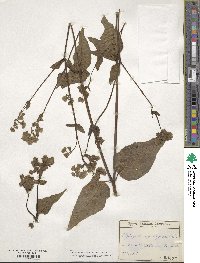 Mirabilis nyctaginea image