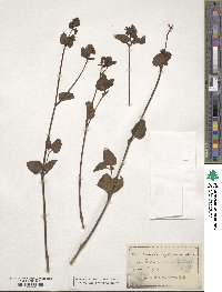 Mirabilis nyctaginea image