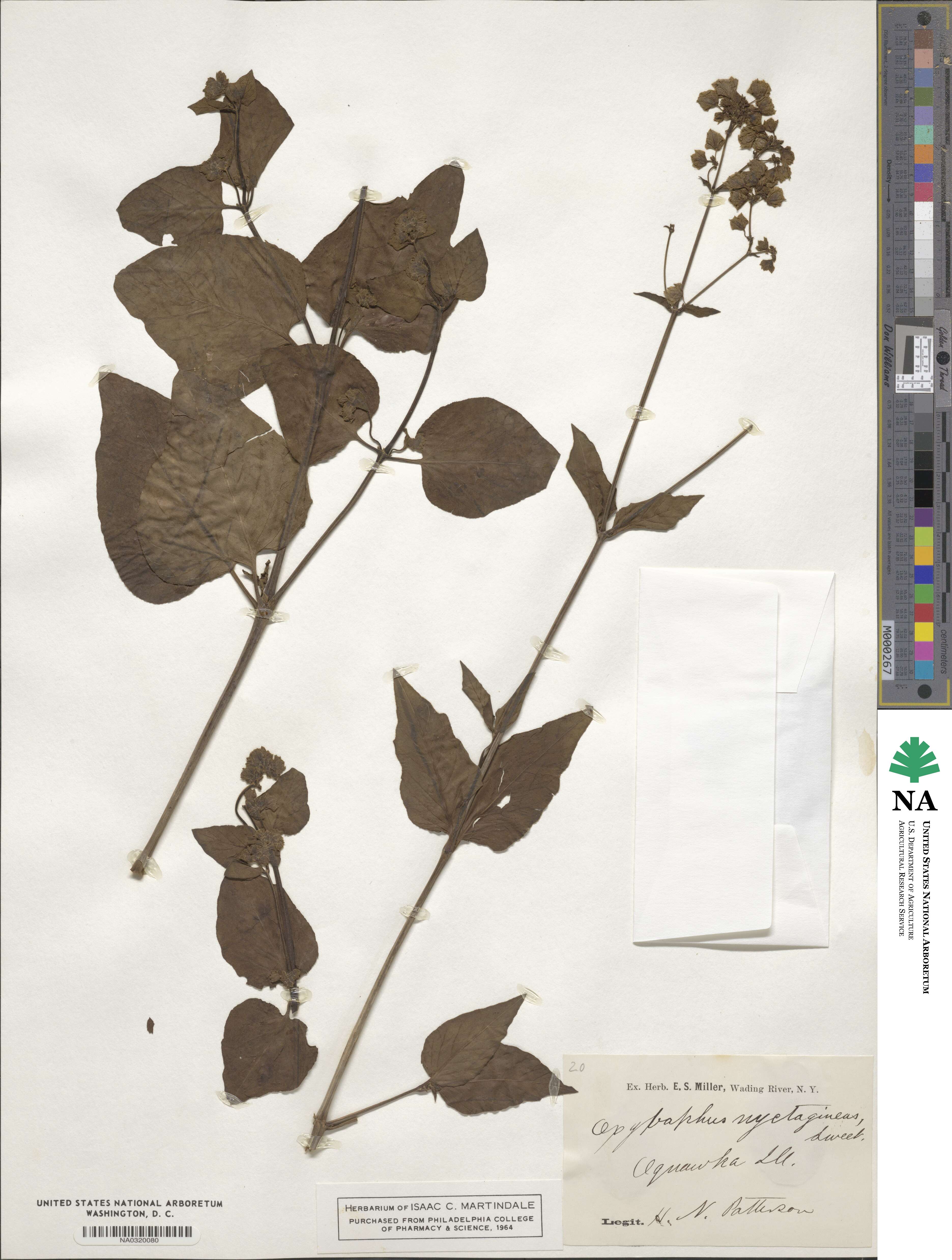 Mirabilis nyctaginea image