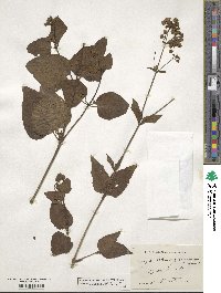 Mirabilis nyctaginea image