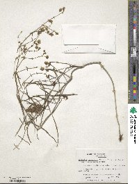 Mirabilis nyctaginea image