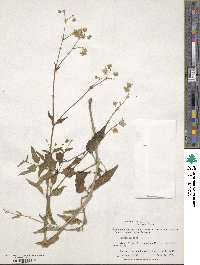 Mirabilis nyctaginea image