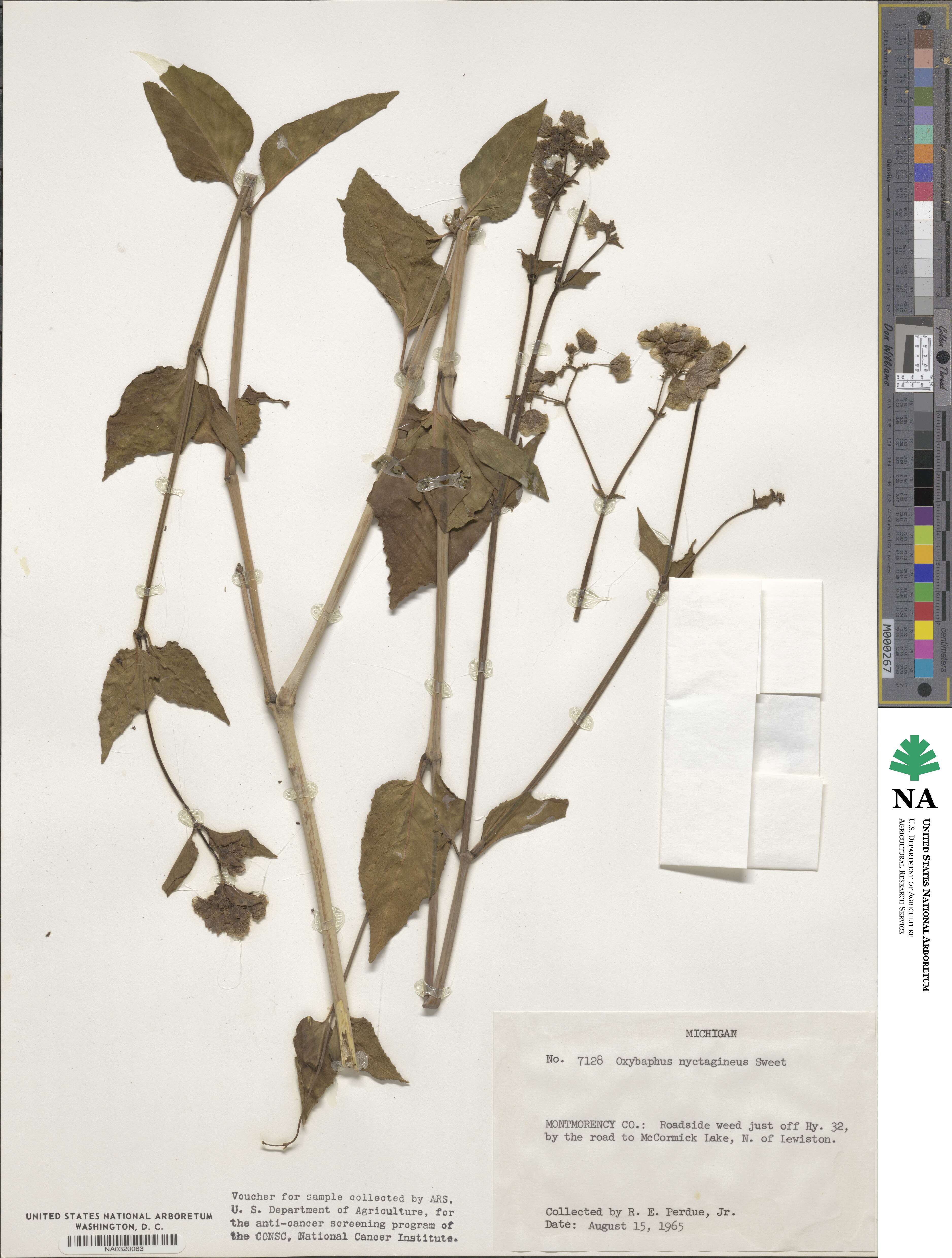 Mirabilis nyctaginea image