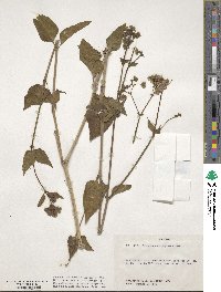 Mirabilis nyctaginea image