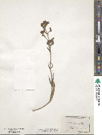 Mirabilis nyctaginea image