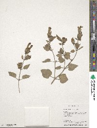 Mirabilis multiflora image