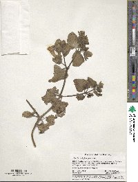 Mirabilis multiflora image