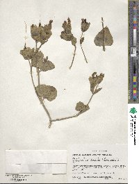 Mirabilis multiflora image