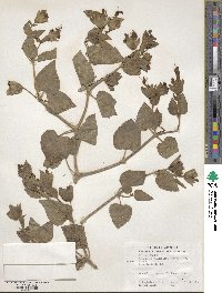 Mirabilis multiflora image