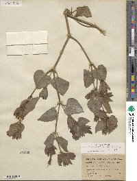 Mirabilis multiflora image