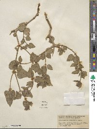 Mirabilis multiflora image