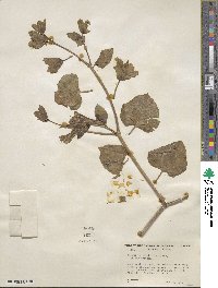 Mirabilis multiflora image