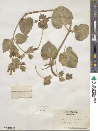 Mirabilis multiflora image