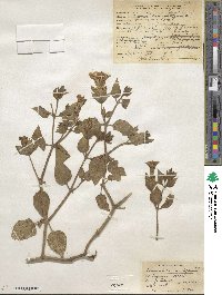 Mirabilis multiflora image