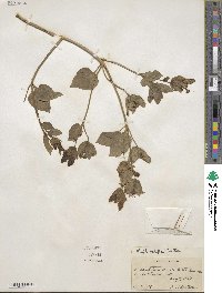 Mirabilis multiflora image