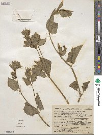 Mirabilis multiflora image