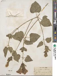 Mirabilis multiflora image