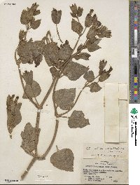 Mirabilis multiflora image