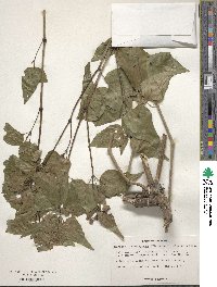 Mirabilis nyctaginea image