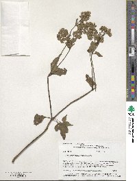 Mirabilis nyctaginea image