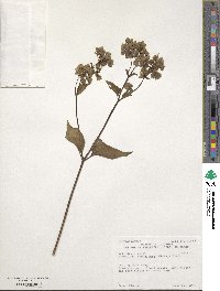 Mirabilis nyctaginea image