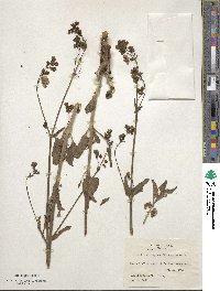 Mirabilis nyctaginea image