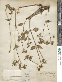 Mirabilis nyctaginea image