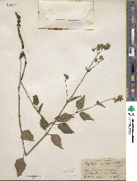 Mirabilis nyctaginea image